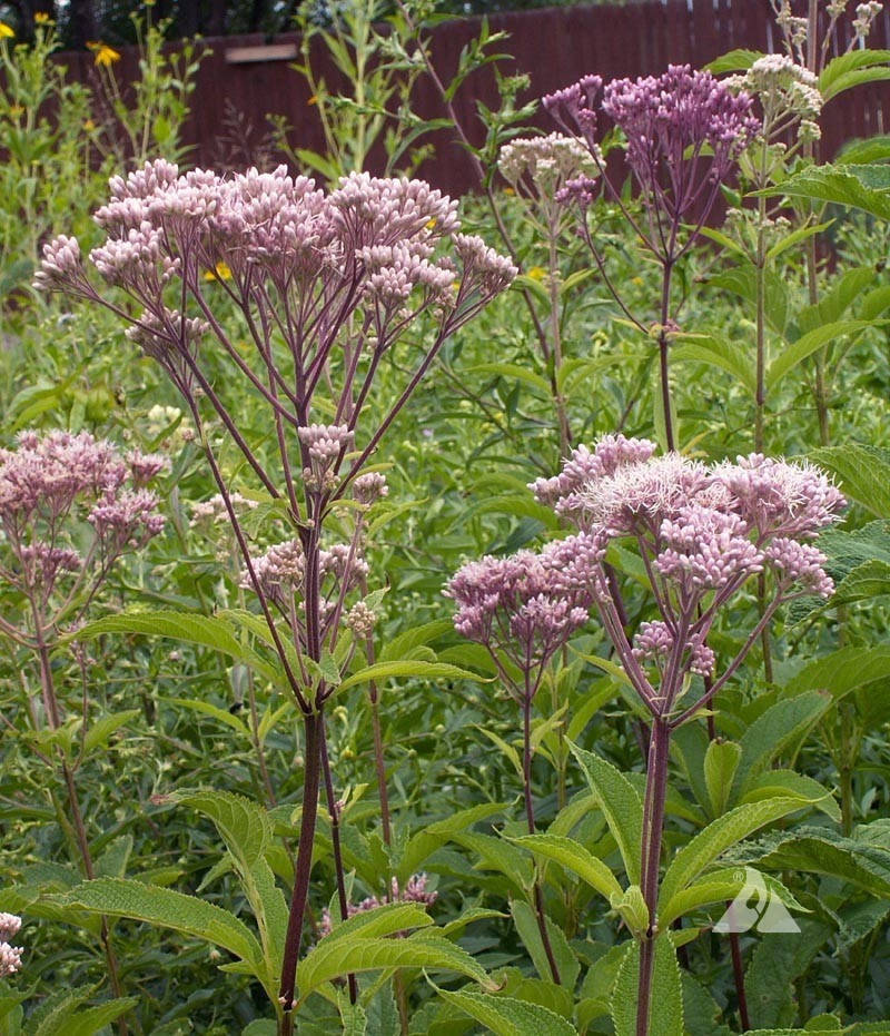 500 Joe Pyeweed, Spotted Flower Seeds Perennial Eutrochium maculatum gallery