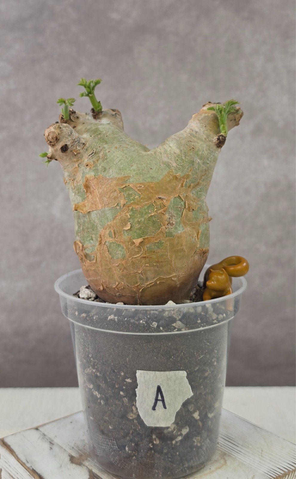 SO CHUNKY!!! Cyphostemma Uter var. Macropus (Angola) - Succulent not Pachypodium gallery