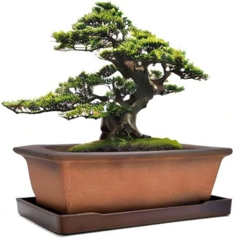Decorative Ceramic Bonsai Planter Pot 8.5 Inch with Tray, Breathable Unglazed Re gallery