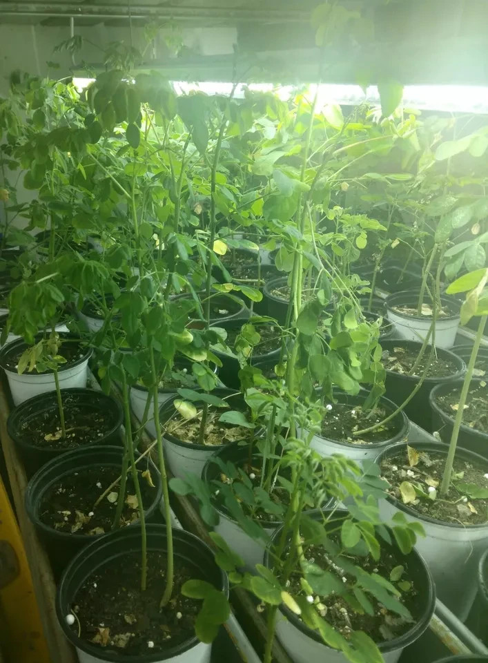 2 Live Moringa Tree Seedling 12 Inch+ Moringa Oleifera live Miracle Tree Plants gallery