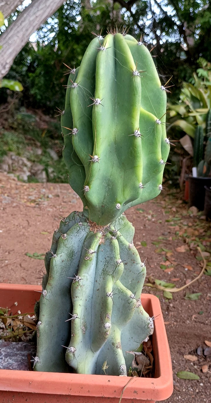 Cereus Peruvianus 'Peruvian Apple' 14" x 5" Thick Mature Blue Cactus gallery