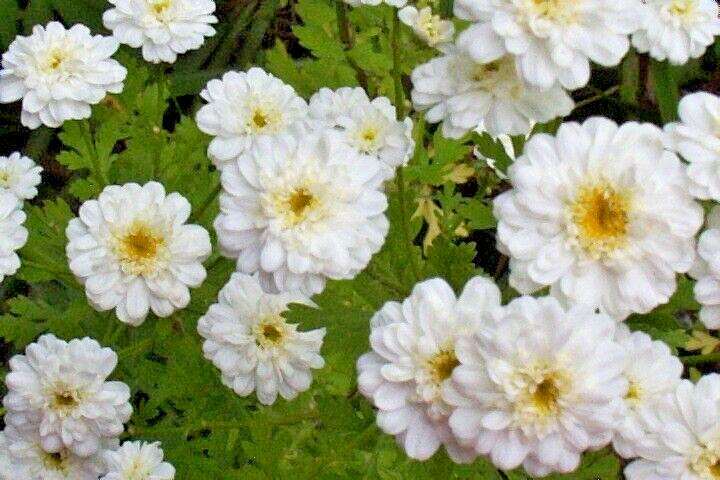 FEVERFEW SNOWBALL 200 SEEDS, TANACETUM PARTHENIUM FLORO PLENO gallery