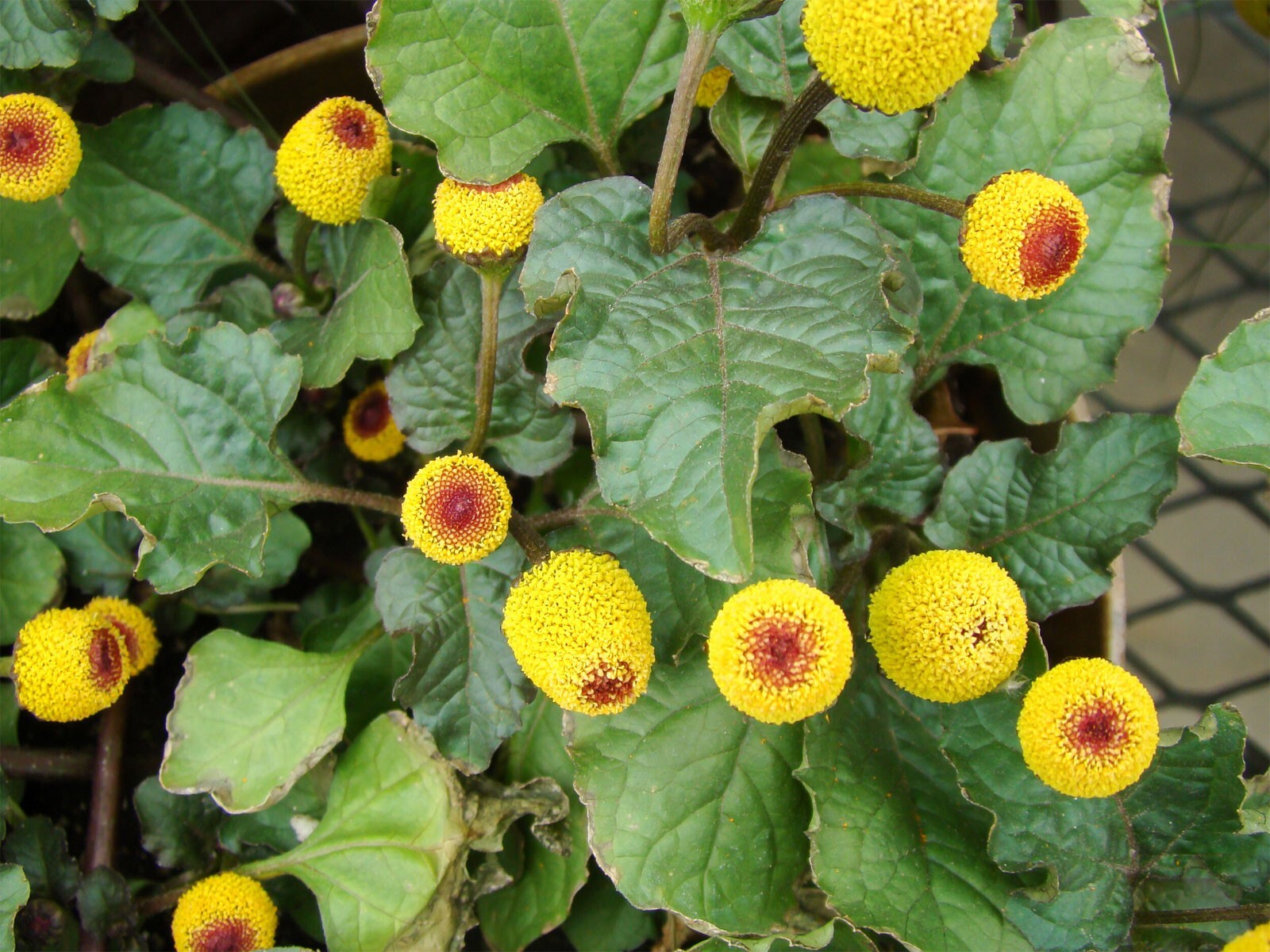 Acmella oleracea | Buzz Buttons | Electric Daisy | Toothache Plant | 20_Seeds gallery