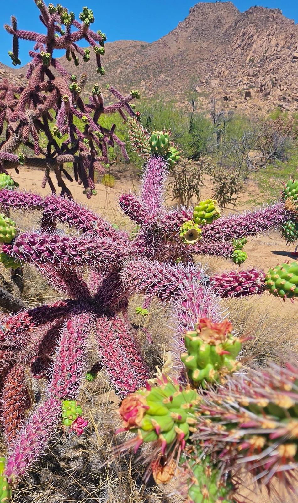 2 Cutting New! Rare Red-Purple Cholla Cactus- Silver Spines - staghorn cholla gallery