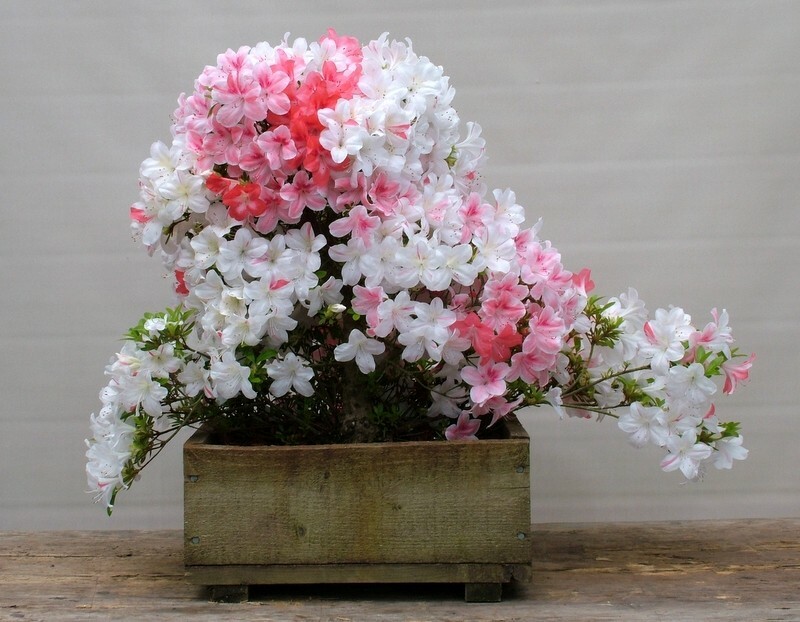 ~~JOHGA~~Azalea Rhododendron Deciduous Starter Plant~~MULTI COLORS AT ONCE~~ gallery