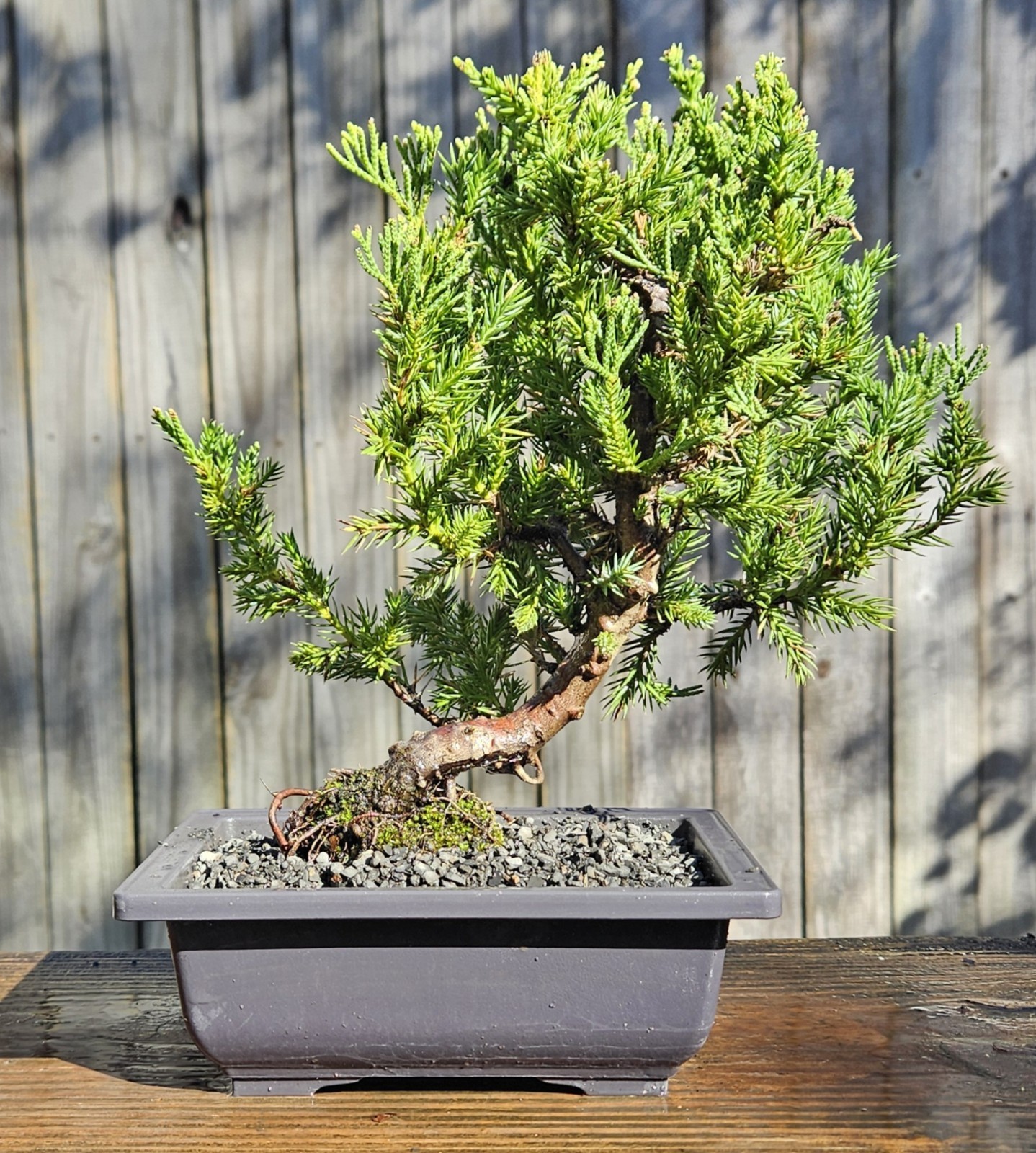 Juniper squamata Expansa Parsonii Bonsai In 6 Inch Black Rectangular Plastic Pot gallery