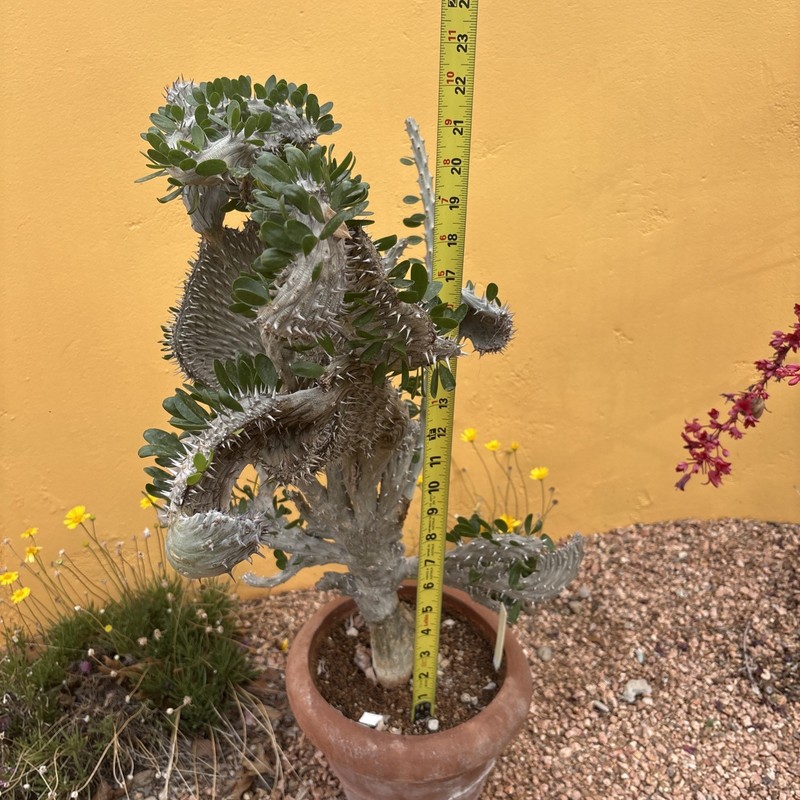Alluaudia procera CREST gallery