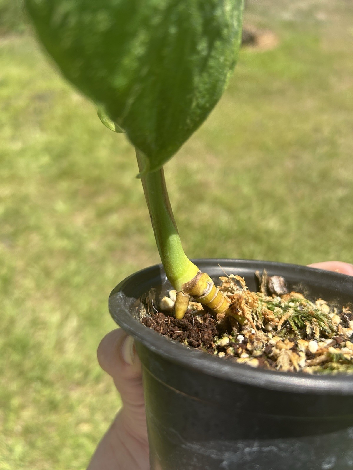 monstera mint variegated Live Plant gallery