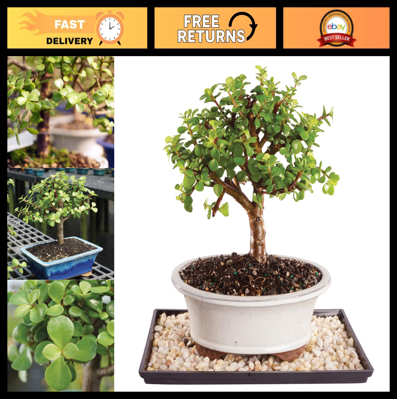Live Dwarf Jade Bonsai Tree - 5 Years Old, 8"-12" Tall, Decorative Container & H gallery