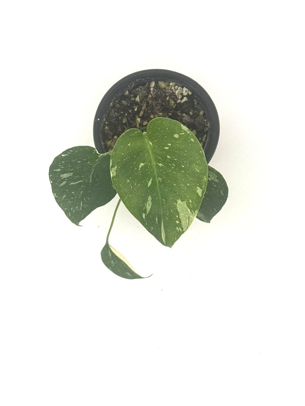 Monstera Thai Constellation 4" Pot selfwatering Variegated Monstera Houseplants gallery