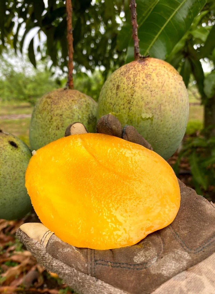 Flowering Coconut Cream Mango Grafted . Ship To All States. 3 Gallons