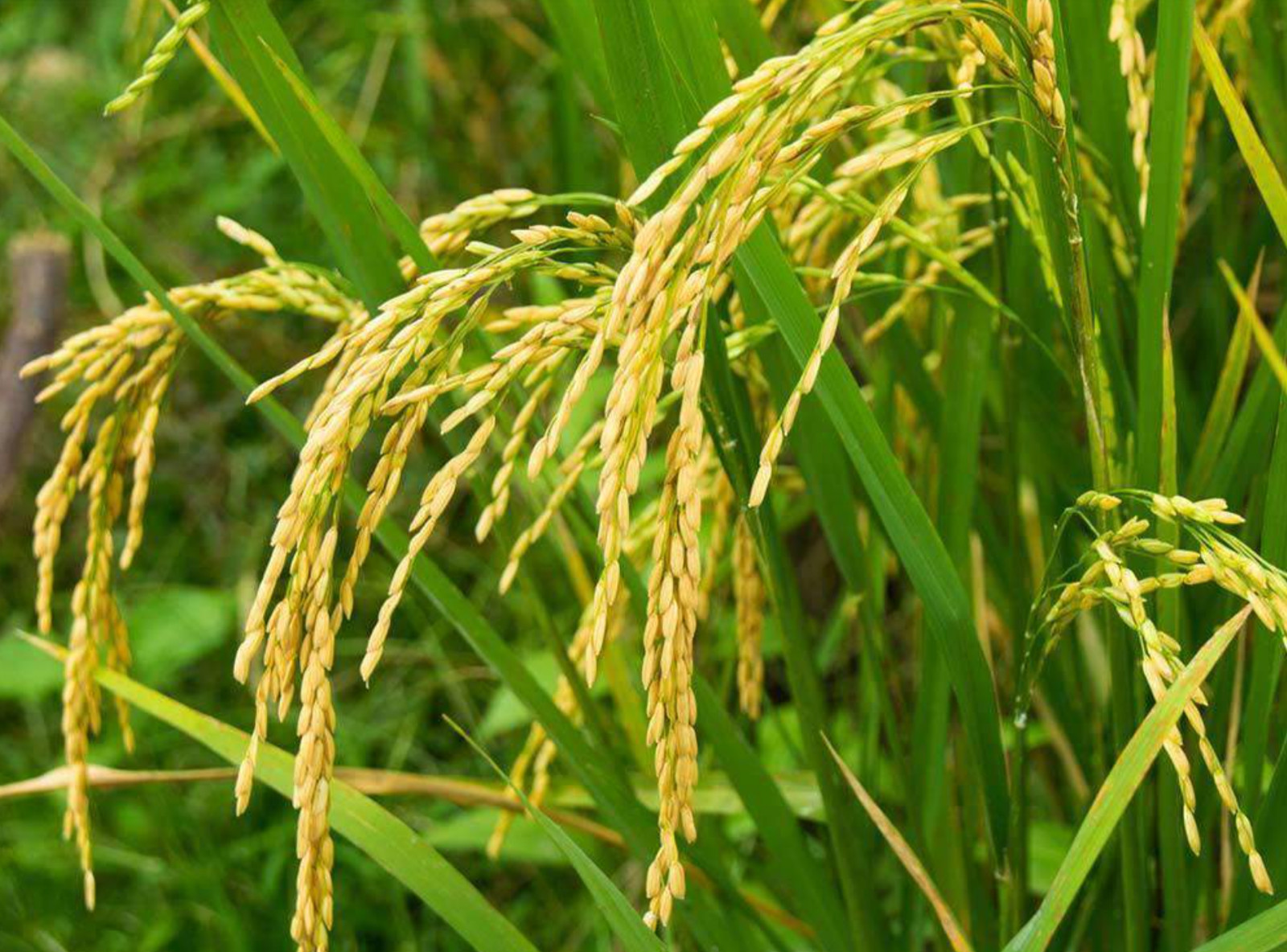 200+ Long Grain White Rice Seeds for Planting - USA SELLER! gallery