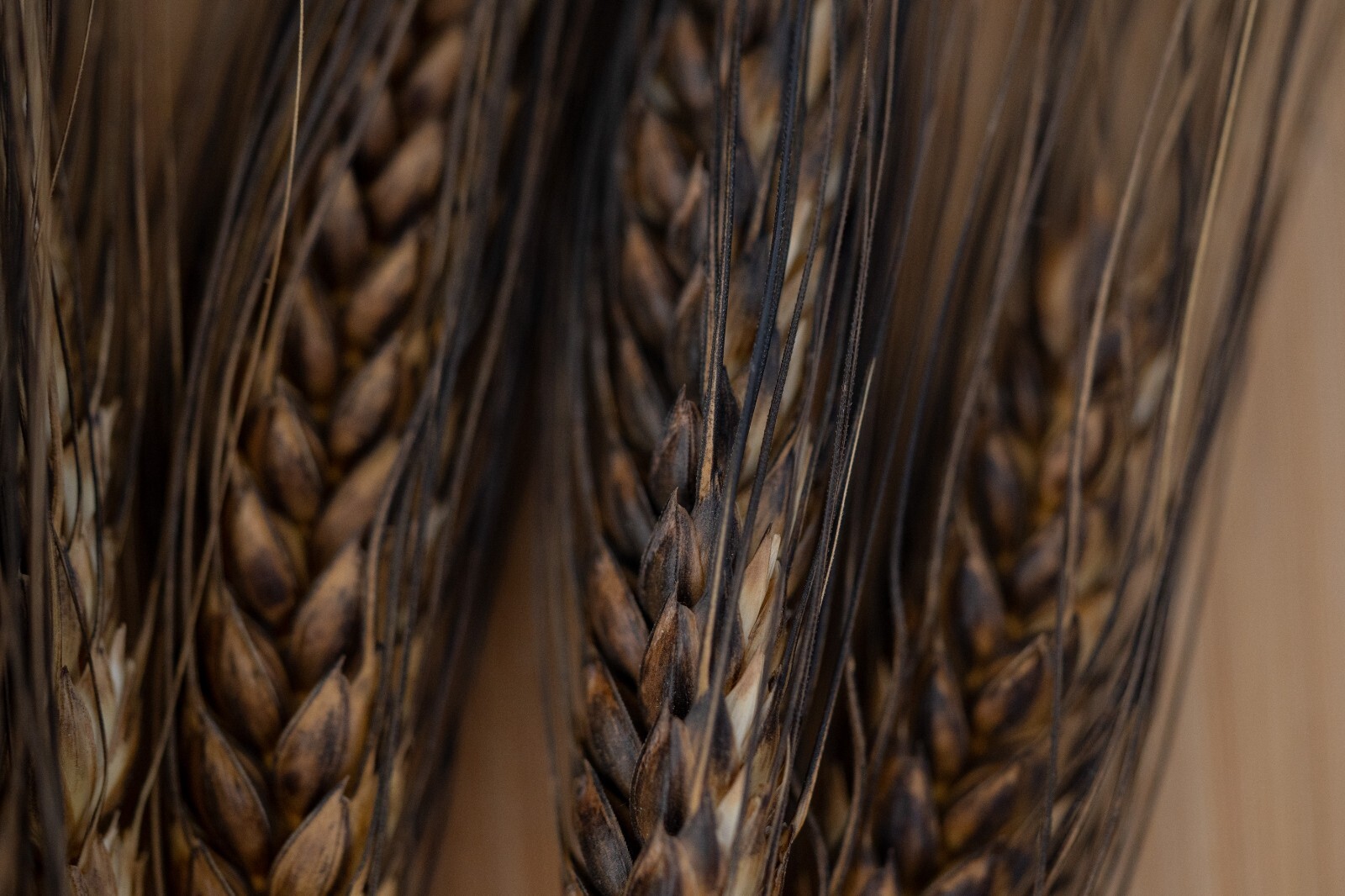 Black Eagle Spring Wheat Seeds: Edible Ornamental Grain Flower Bouquets Heirloom gallery
