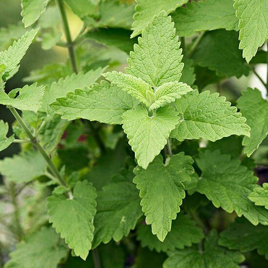 Catnip Seeds Heirloom Nepeta Cataria Packed for 2024 Grown Organically 300 Seeds gallery