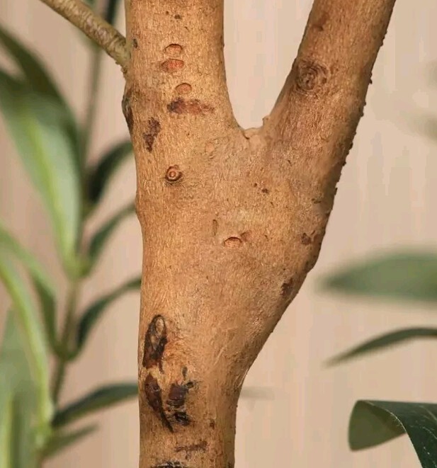 Artificial Olive Tree 6ft Tall 73in Fake Pottd Faux Silk Plant Home Deco Kazeil gallery