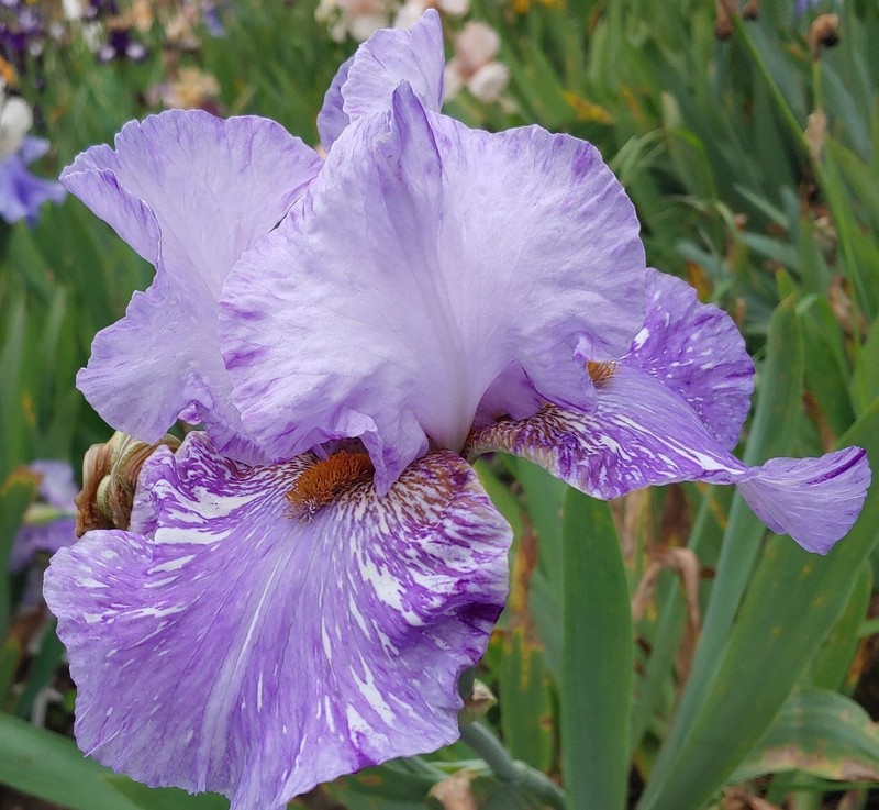 'Gnu' Tall Bearded Iris Rhizome PRE-SALE to Ship Aug/Sept gallery