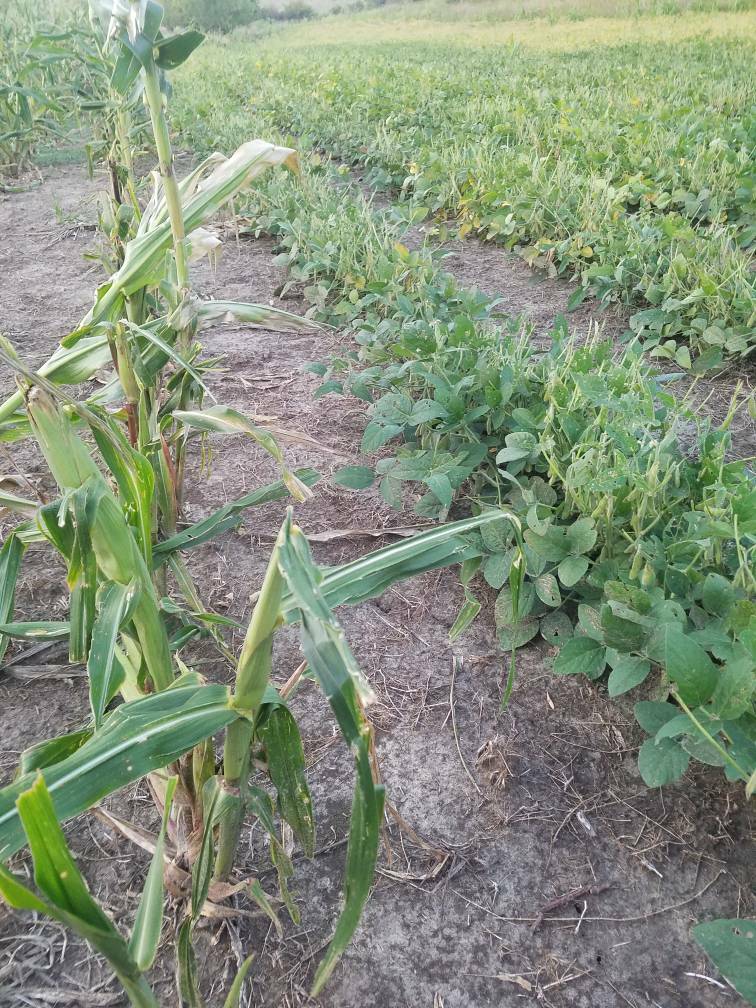 Roundup Ready Field Corn 98 day RM Wildlife Food Plots 10 lb gallery