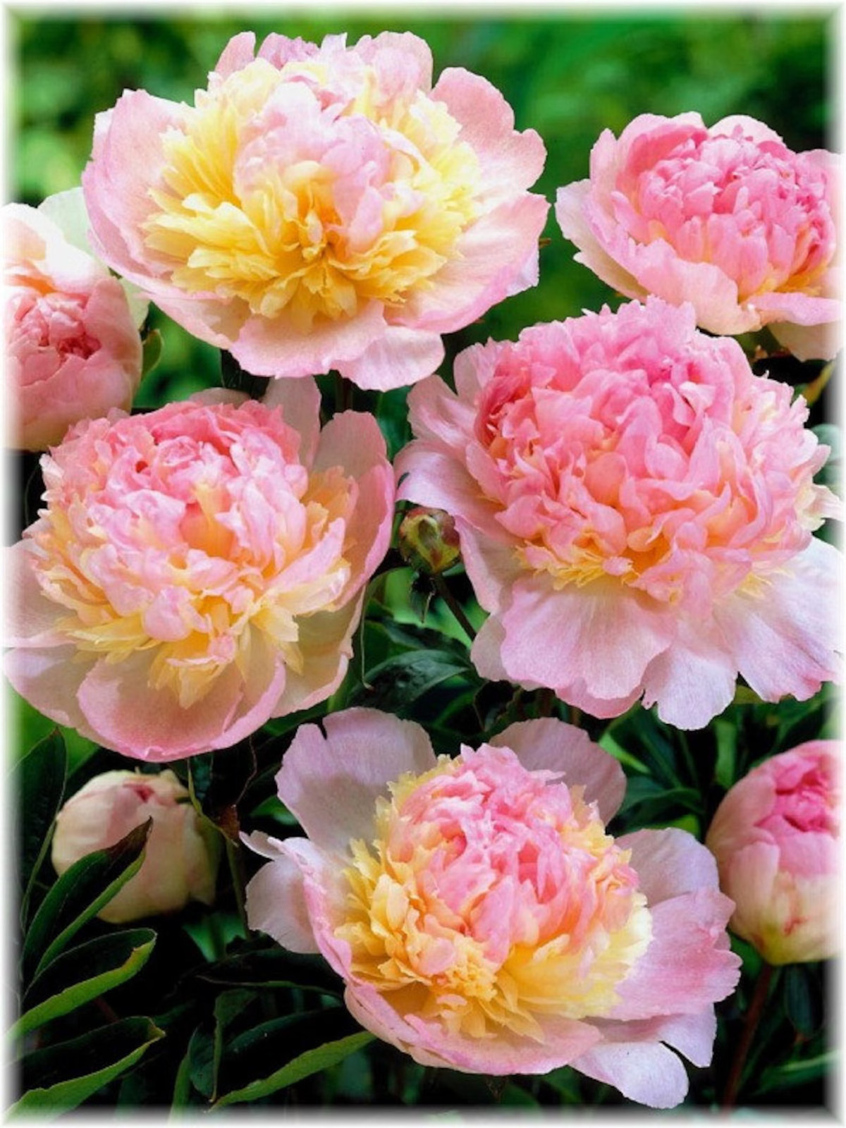 Raspberry Sundae Bareroot Peony, 2-3 Eye, Great for Fall Planting! gallery