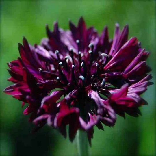 Black Ball Purple Bachelor Button Cornflower 150 Seeds. Free Shipping! gallery
