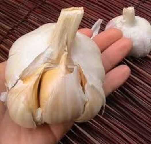 Elephant Garlic Bulbs for Fall Planting in Size 3 Ounces and Color Natural wi... gallery