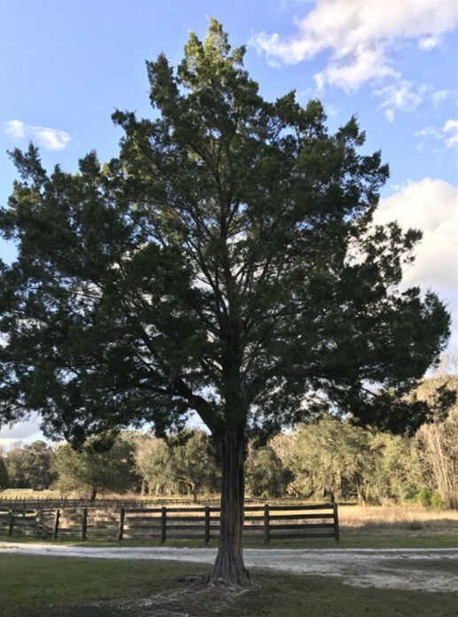 Red Eastern Cedar Tree Seedlings 8-10 Inches Tall - 10 Small Trees gallery