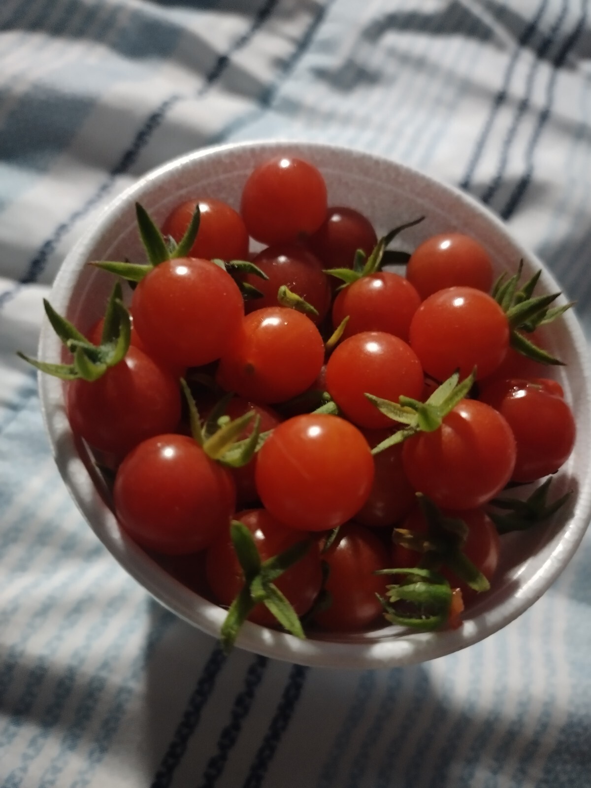 15+ NATIVE FLORIDA EVERGLADES TOMATO SEEDS May 2026 Harvest South Florida gallery