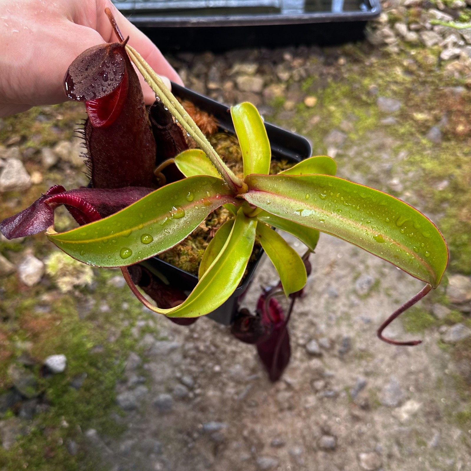 Nepenthes diatas - BE3861 - Sumatra gallery