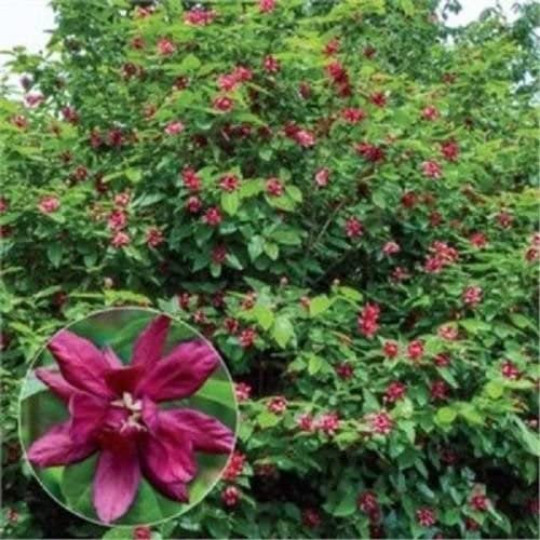 SWEET SHRUB gallery