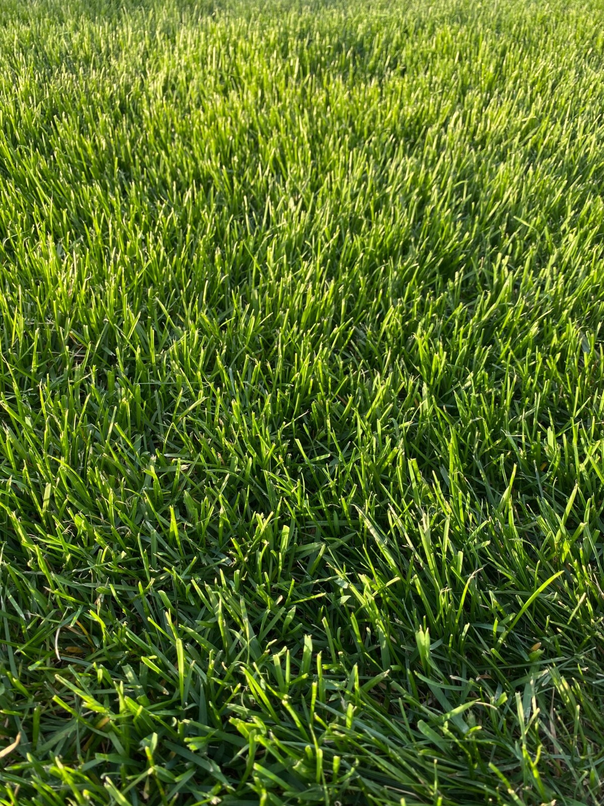 Kentucky Bluegrass Grass Seed - 9 lbs - Direct from Grower - Beautiful Lawn! gallery