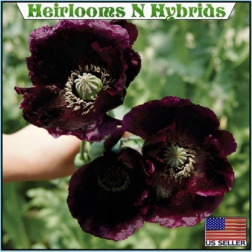 5,000 Heirloom After Midnight Poppy Seeds Papaver Somiferum Purple Near Black... gallery