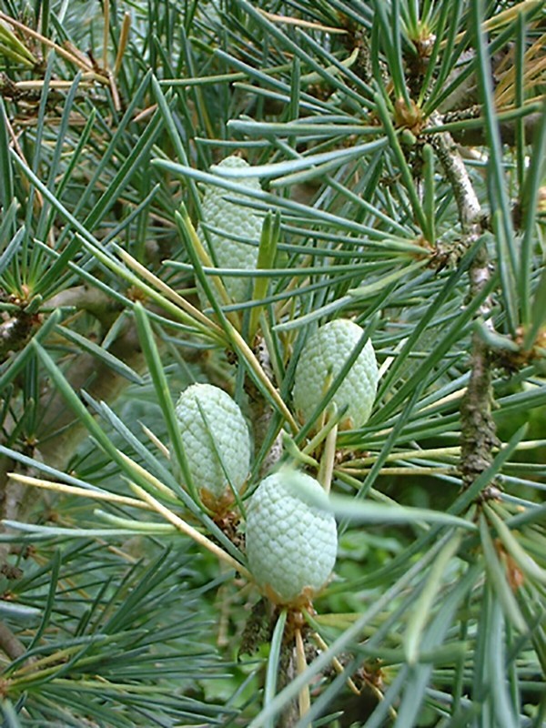 Deodar Cedar, (Himalayan Cedar), Cedrus deodara, Tree Seeds (Fragrant Evergreen gallery
