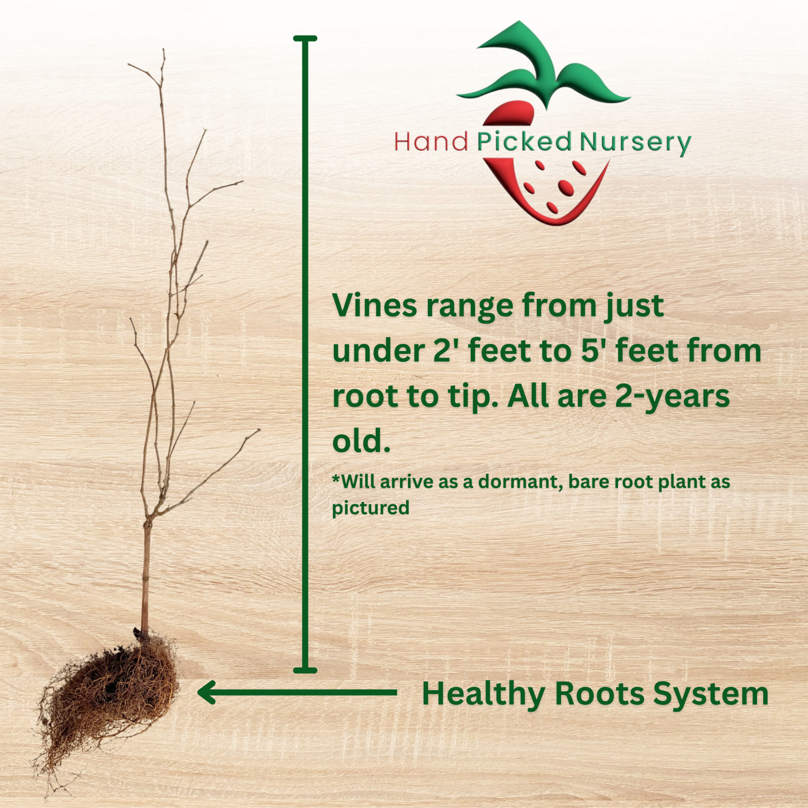 Dixie Red Muscadine Grape Vine - Bare Root, Female Variety - Hand Picked Nursery gallery