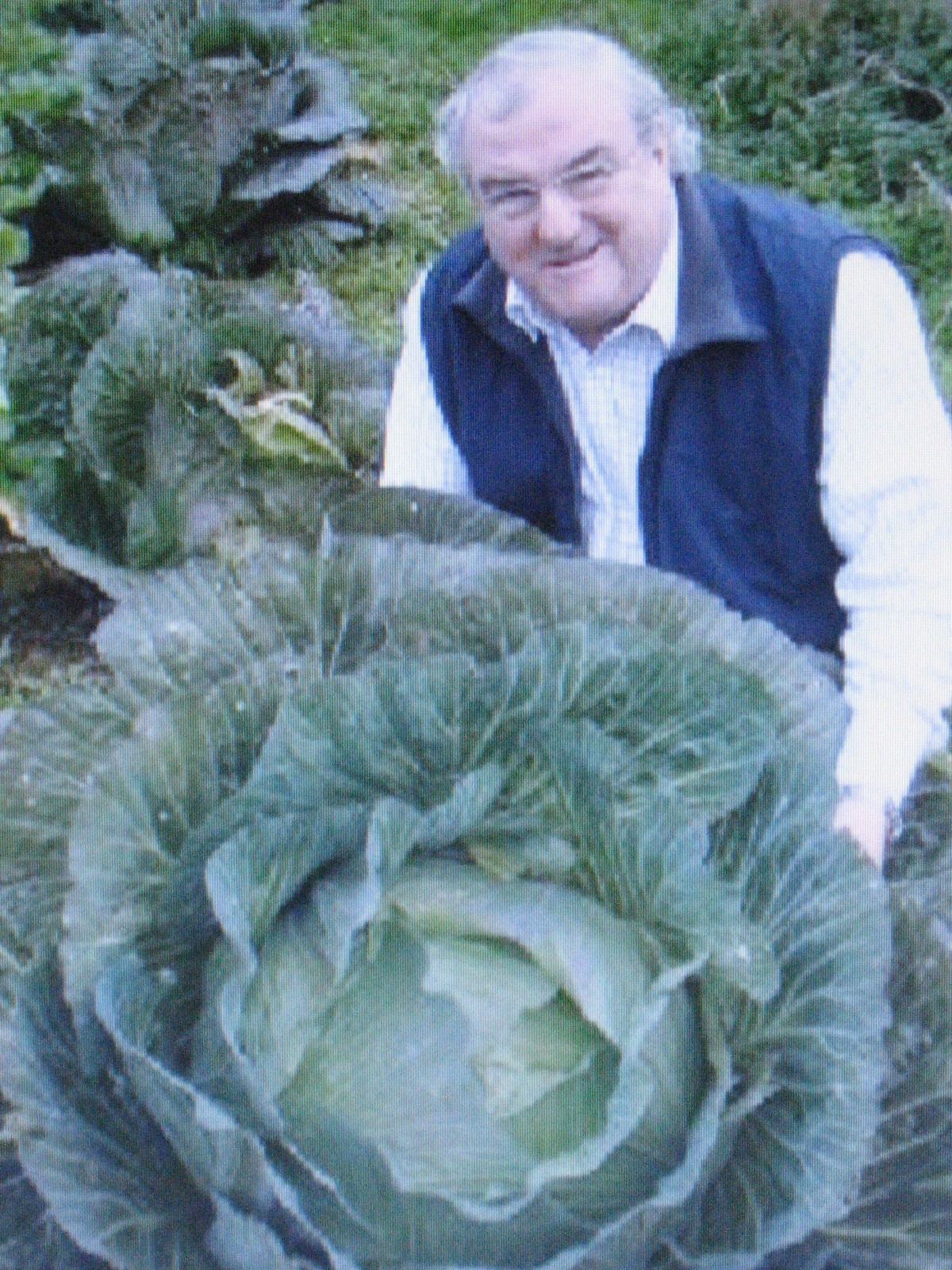 RARE * GIANT RUSSIAN CABBAGE* MEDICINAL * HEALING * MEDICINAL* 150 SEEDS VITAMIN gallery