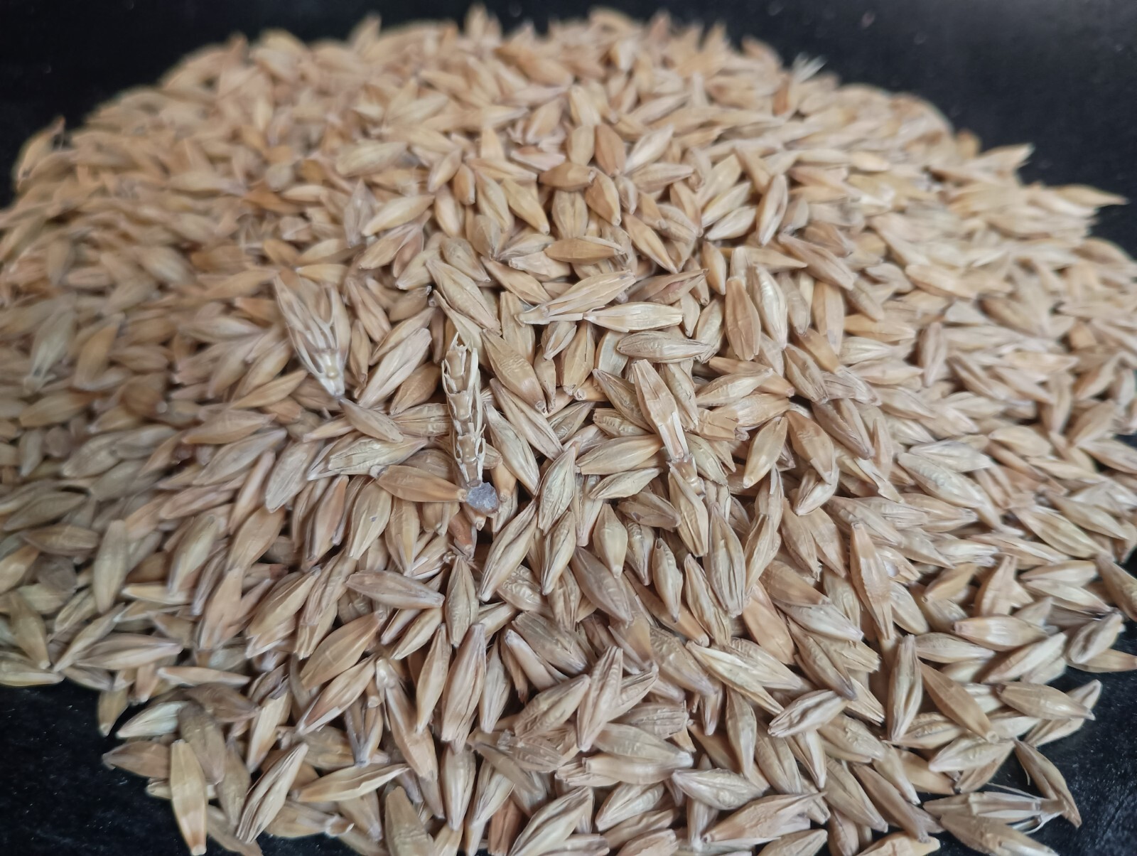 Barley Seed Catgrass Sprouting Grain Fodder Cover Crop Livestock Feed NON-GMO gallery