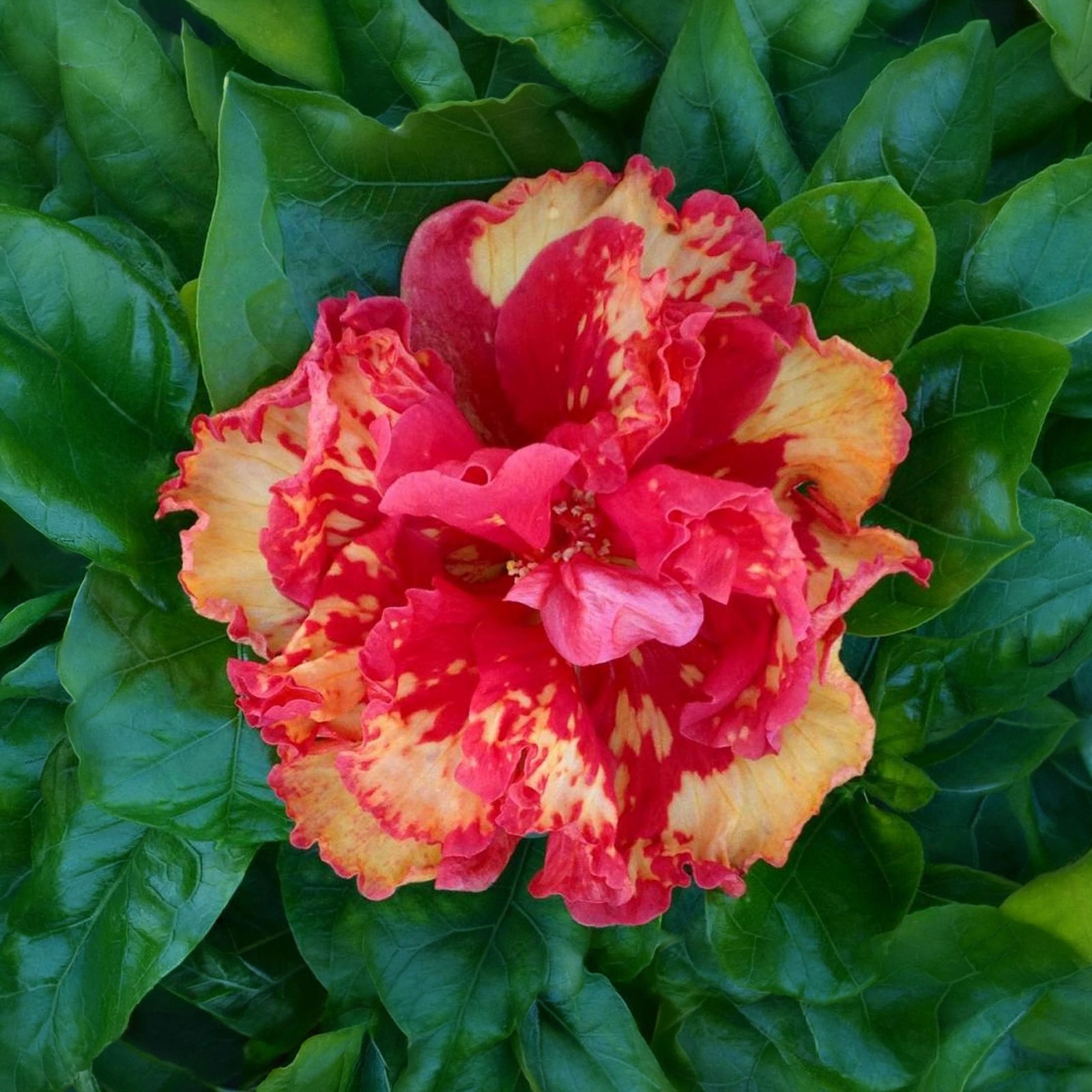 High Definition Hibiscus Live Plant Tropical Exotic Double Orange Yellow Flower gallery