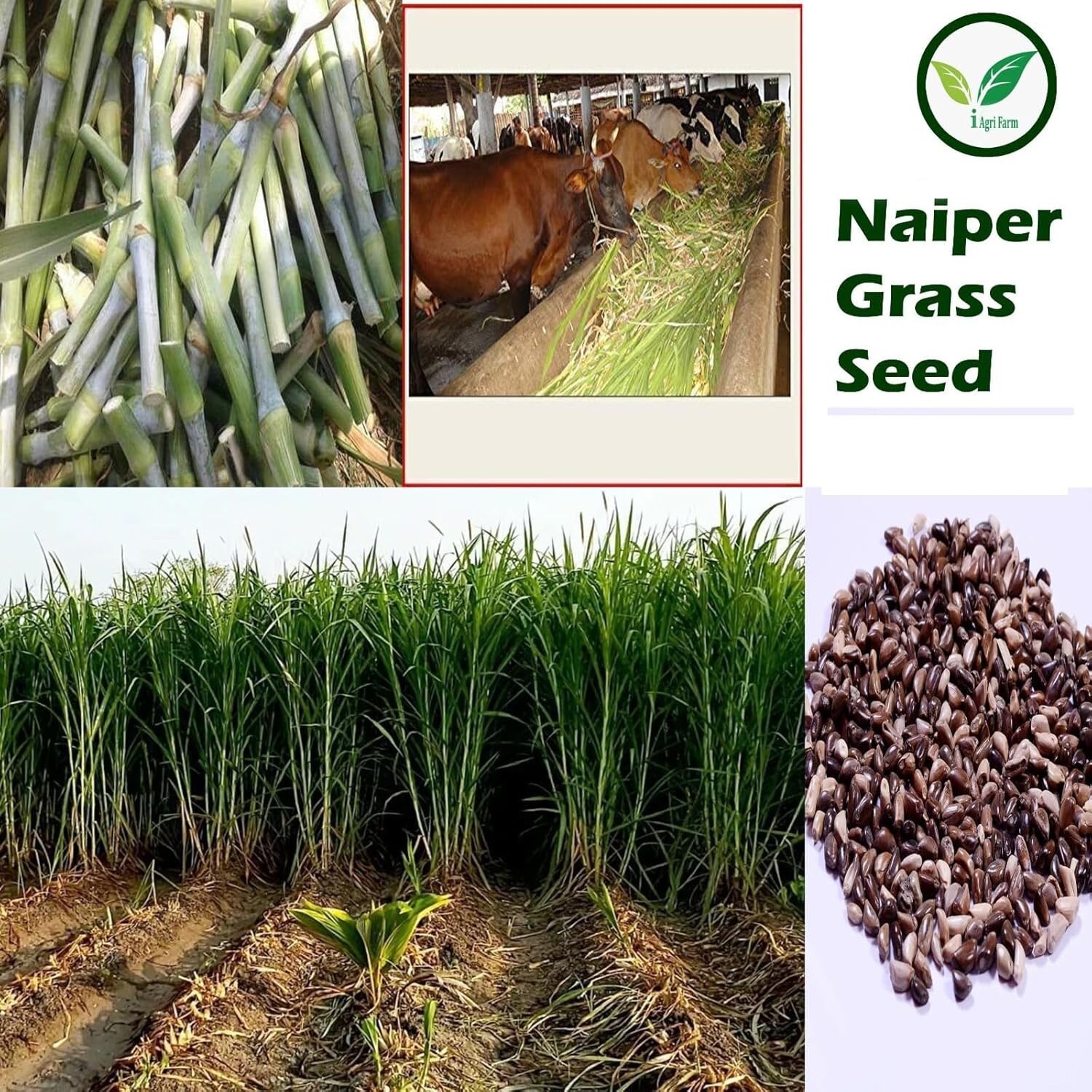 Super Napier Grass Seeds,Elephant Grass Seeds 5 Kg gallery