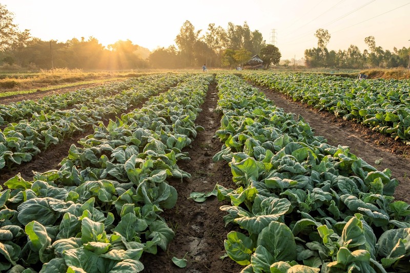 250 VATES COLLARDS Collard Greens Brassica Oleracea Acephala Vegetable Seeds gallery