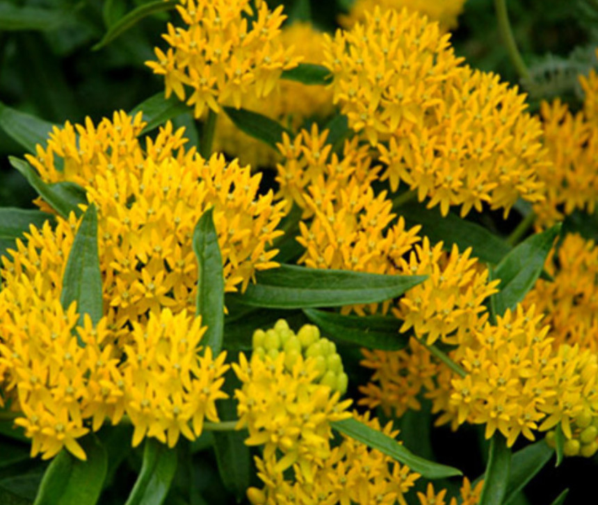 Set 2 Yellow Milkweed Live Starter Plants - 4-8" Tal - Monarch Butterfly Attract gallery