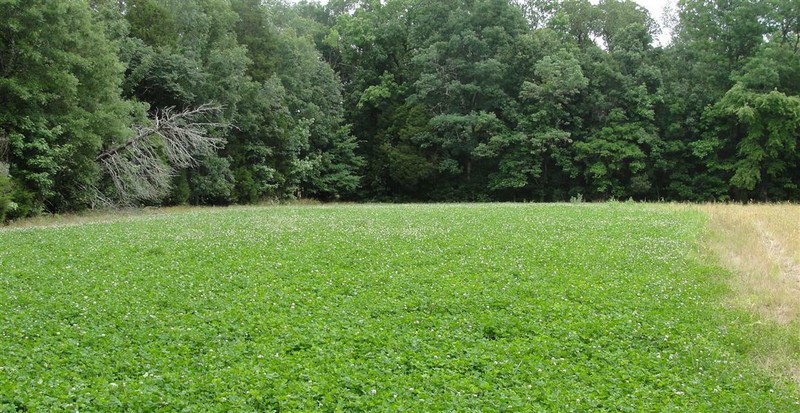 Endure Chicory Food Plot Seed 4lb Bag Easy Growing Food Plot Grazing For Deer gallery