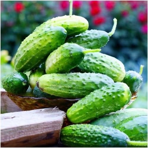 Boston Pickling Cucumber Seeds For Planting (Cucumis sativus) gallery
