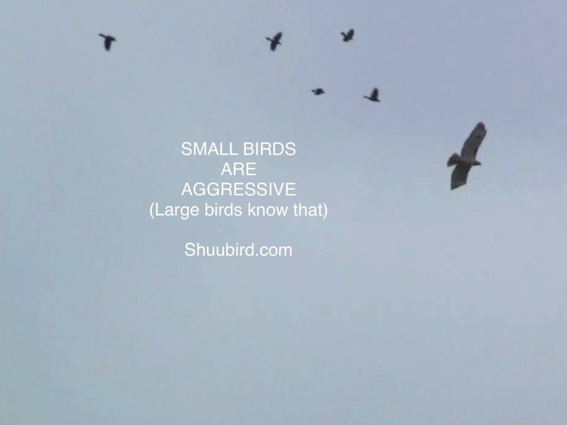 deter birds repel birds stop bird control birds bird deterrent bird repellent gallery