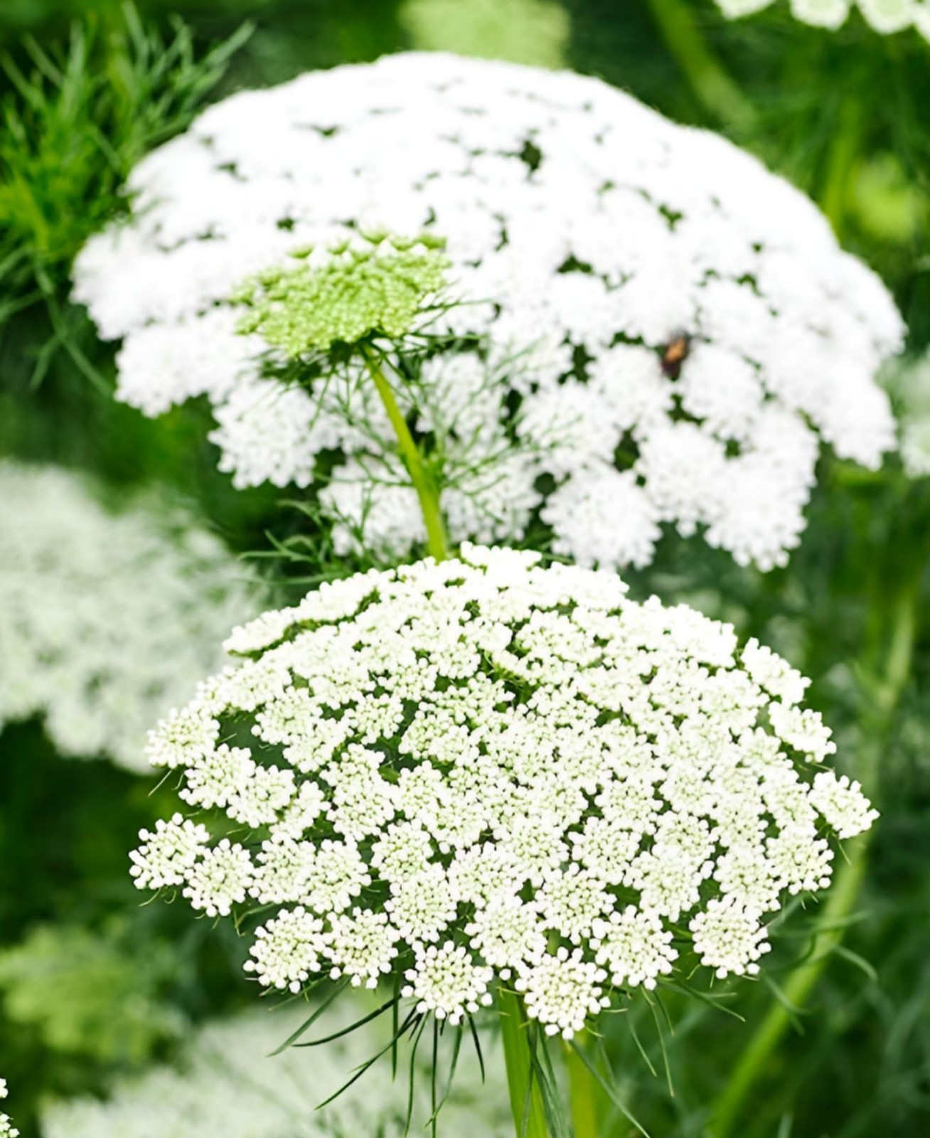 False Queen Anne's Lace, Bishop Flower Seeds | 2000+ Seeds | Non-GMO gallery