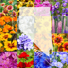 1/2 Pound Northern Nevada Bulk Wildflower Seed Mix 1/2lb Covers 1,600sq-ft