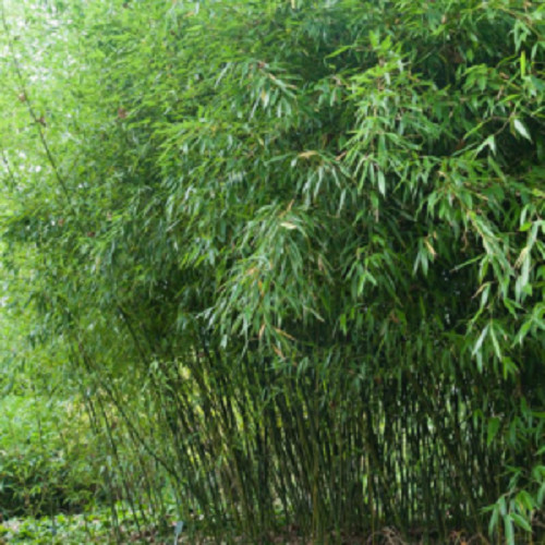 50 Bissetii Bamboo Seeds Privacy Climbing Garden Seed 375 US SELLER gallery