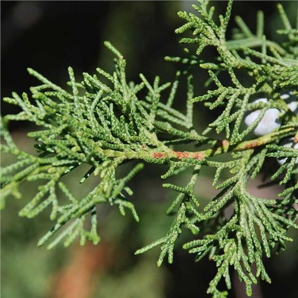 One Eastern Red Cedar Tree Juniperus Virginiana 8"- 12" Live Bare-Root Sapling🌲 gallery