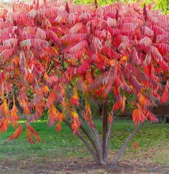Staghorn Sumac Seeds Rhus Typhina Native Red Lemonade Red Fall Colors Landscape gallery