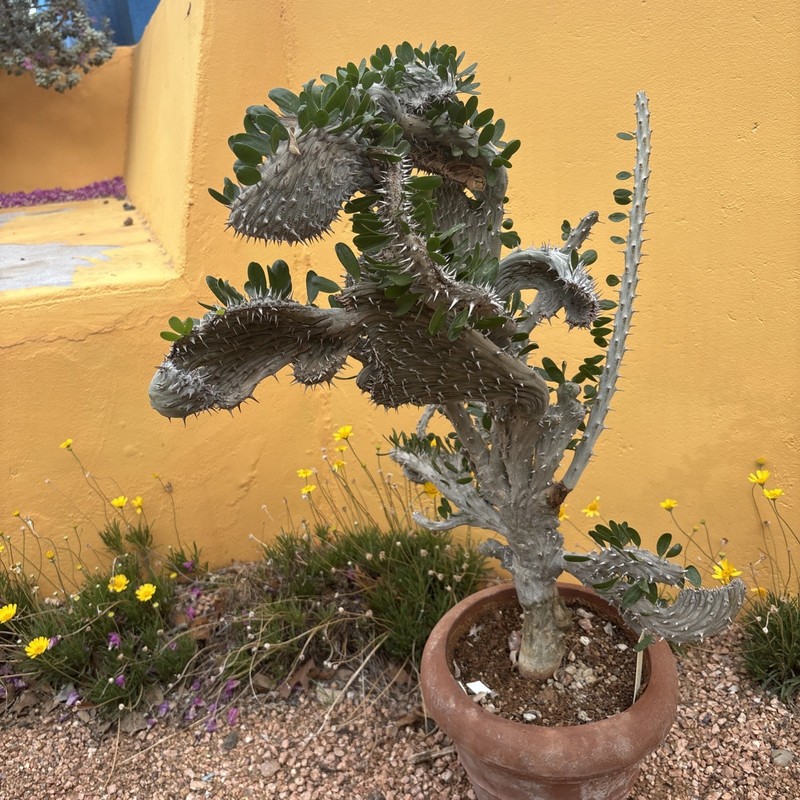Alluaudia procera CREST gallery