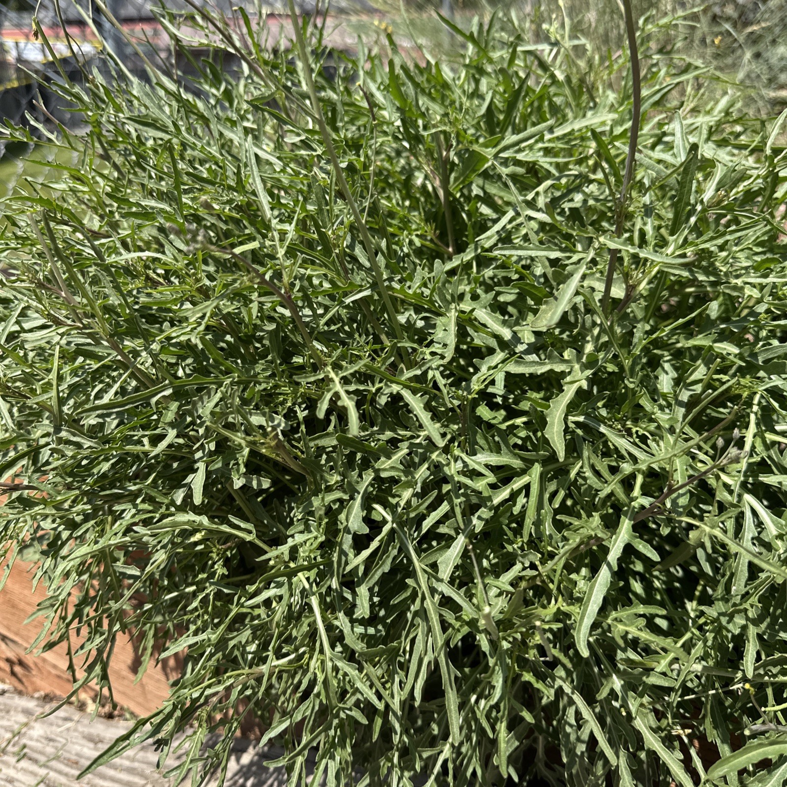 Wild Rocket Arugula Plant gallery