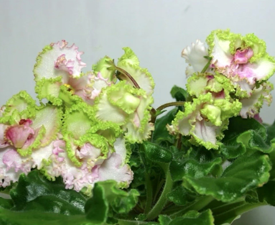 African Violet LE Green Rose Starter gallery