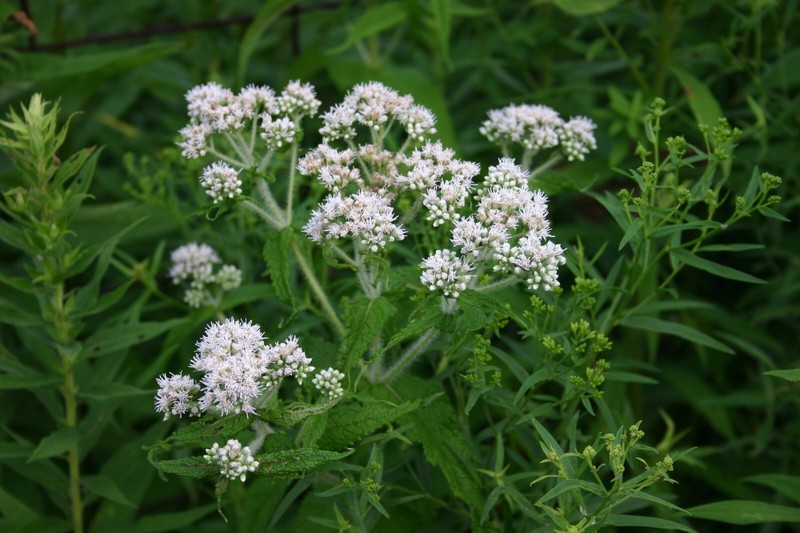 300 Common Boneset Seeds - Eupatorium perfoliatum - None-GMO Medicinal Herb gallery